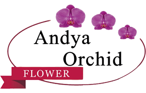 Andya Orchid