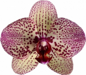 Kleopatra flower