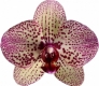 Kleopatra flower